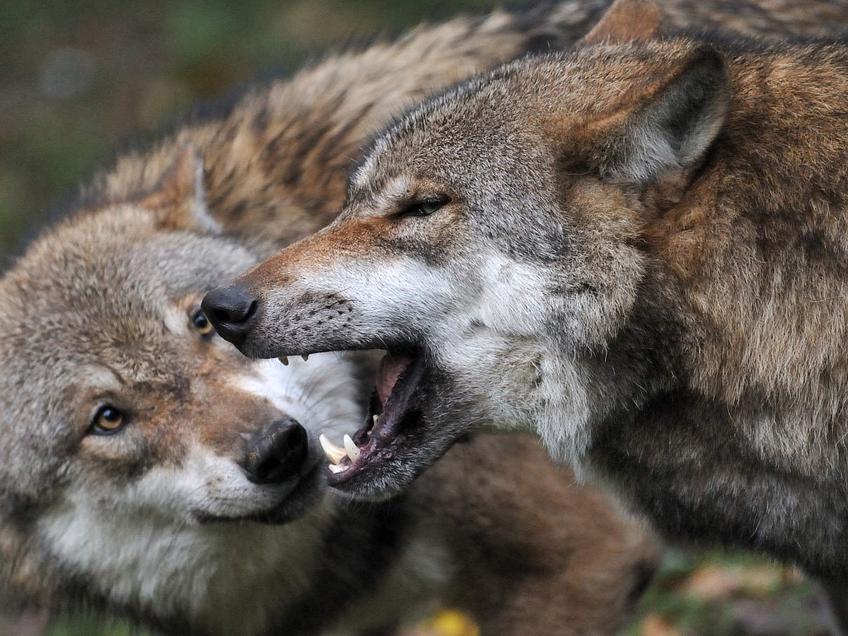 Wölfe im Wildpark Sababurg © Ralph Frank / WWF
