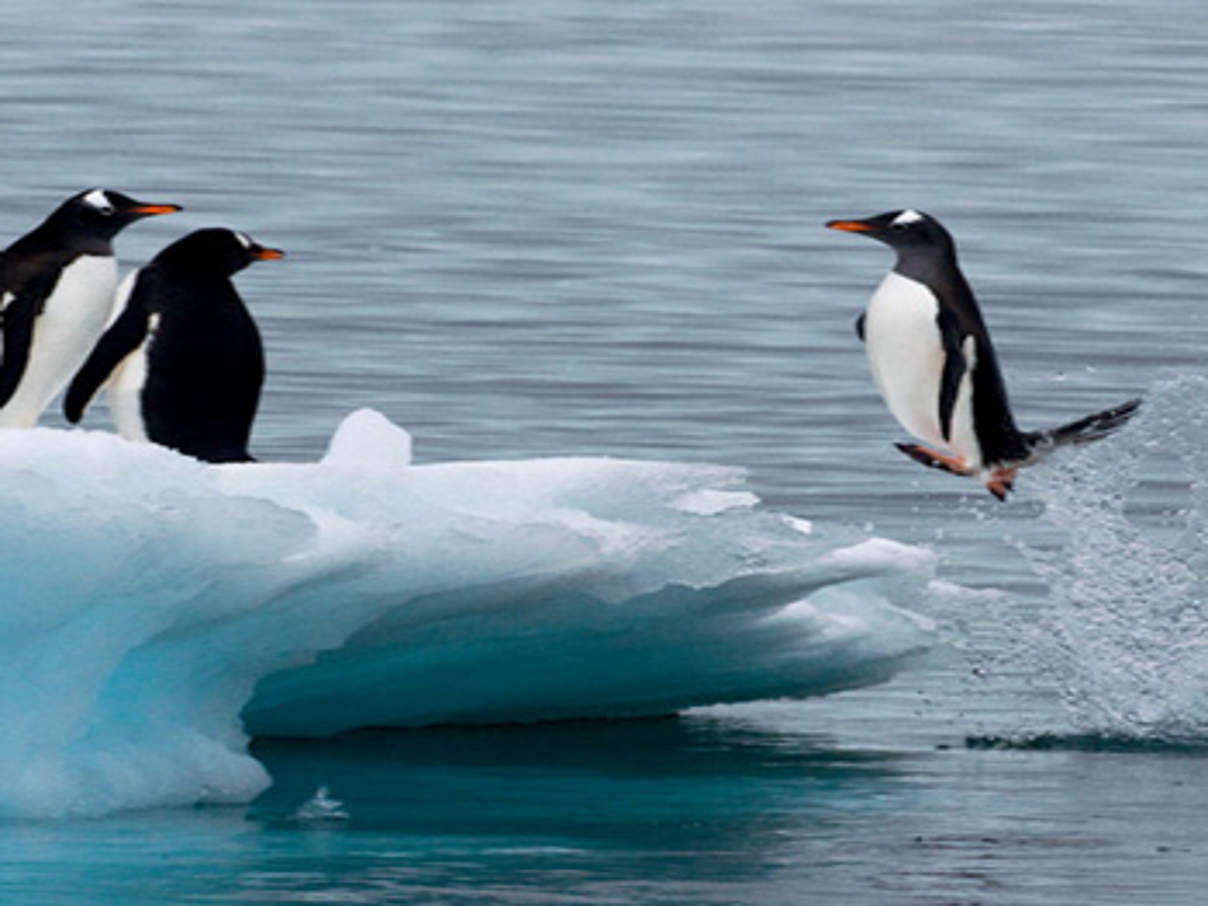 Pinguine in der Antarktis © Michael Poliza / WWF