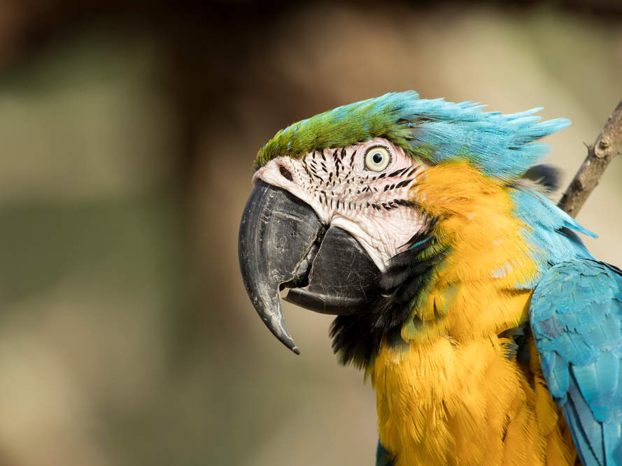 Auch Papageien gehören zu der reichen Biodiversität in Kolumbien © WWF Kolumbien