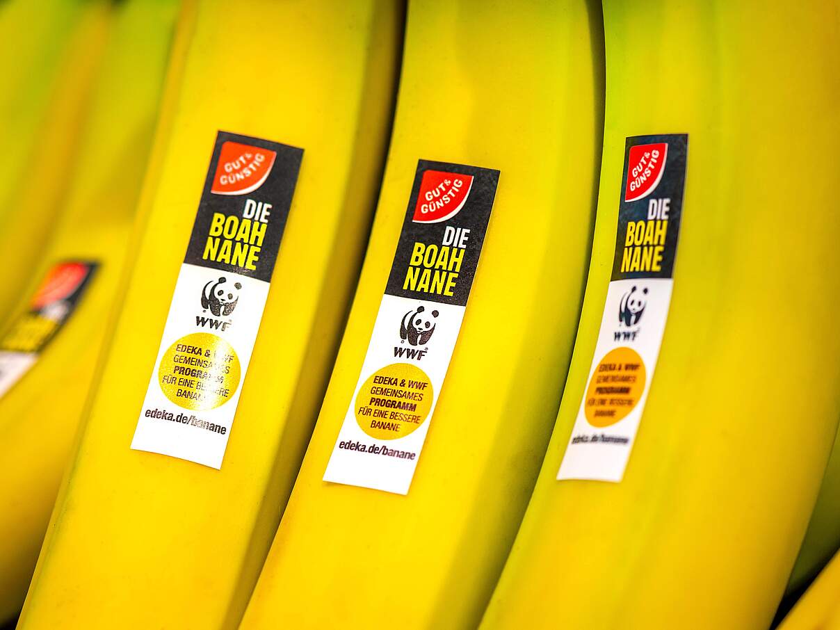 Pressemotiv BOAHnane