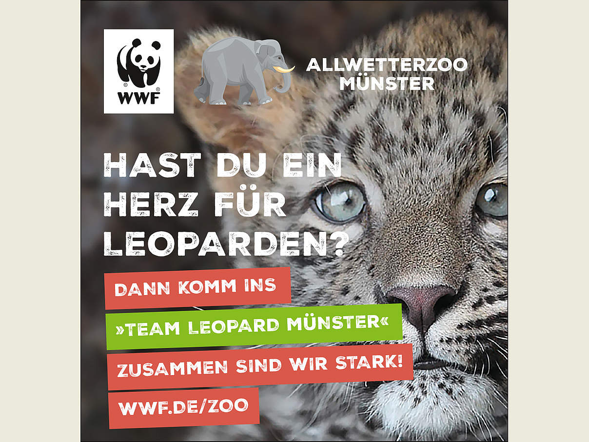 Freianzeige WWF Allwetterzoo TeamLeopard © WWF