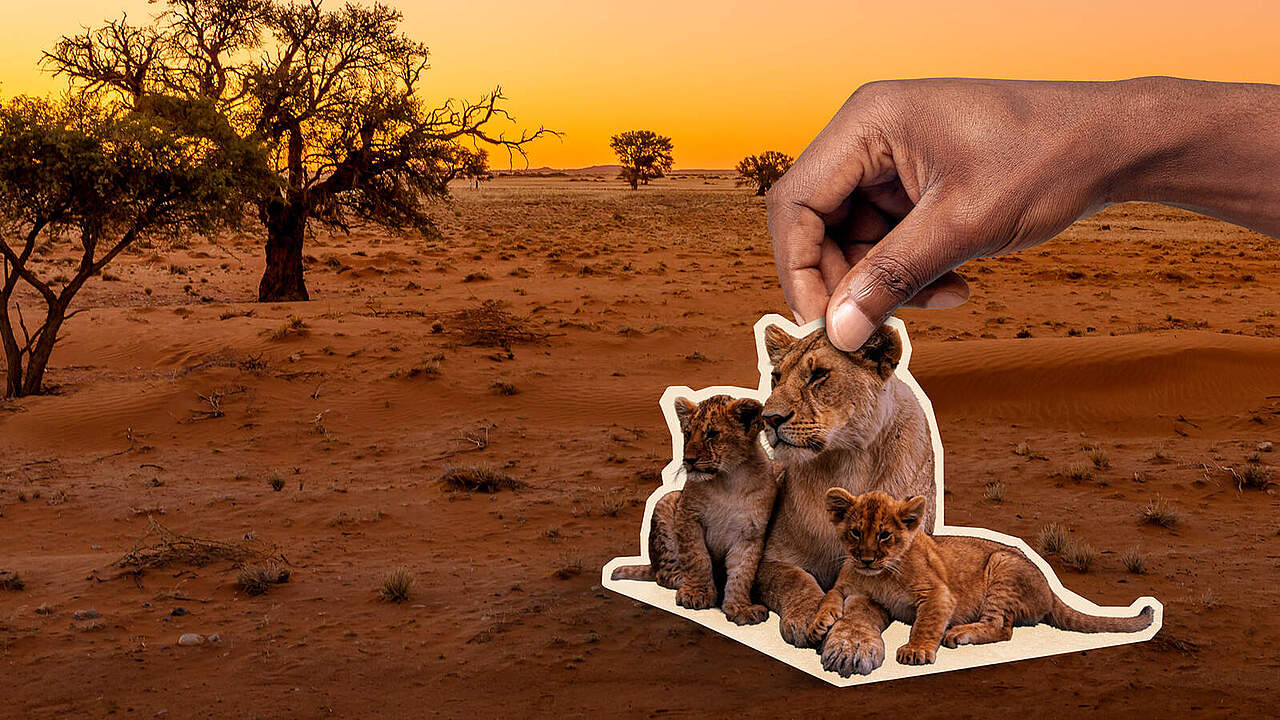 Es liegt in Ihrer Hand, die Löwen zurückzubringen 