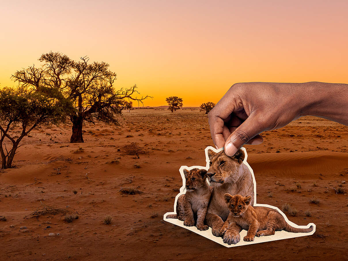 Es liegt in Ihrer Hand, die Löwen zurückzubringen 