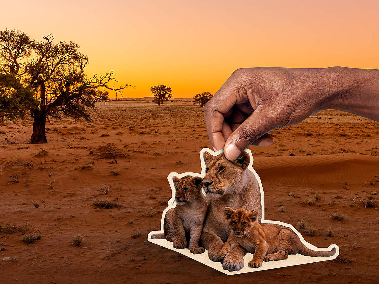 Es liegt in Ihrer Hand, die Löwen zurückzubringen 