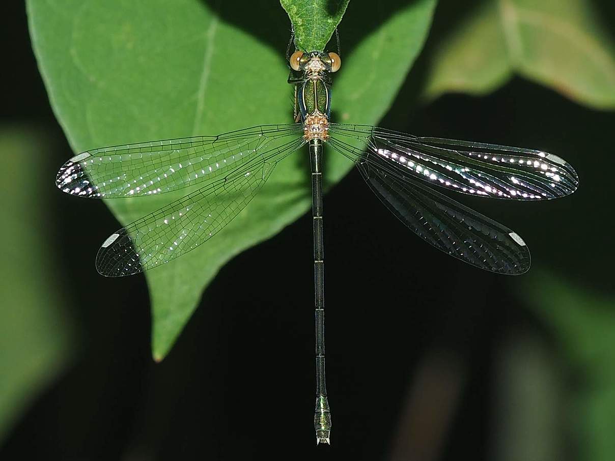 Die Westliche Weidenjungfer (Chalcolestes viridis) © Florian Lauer / WWF