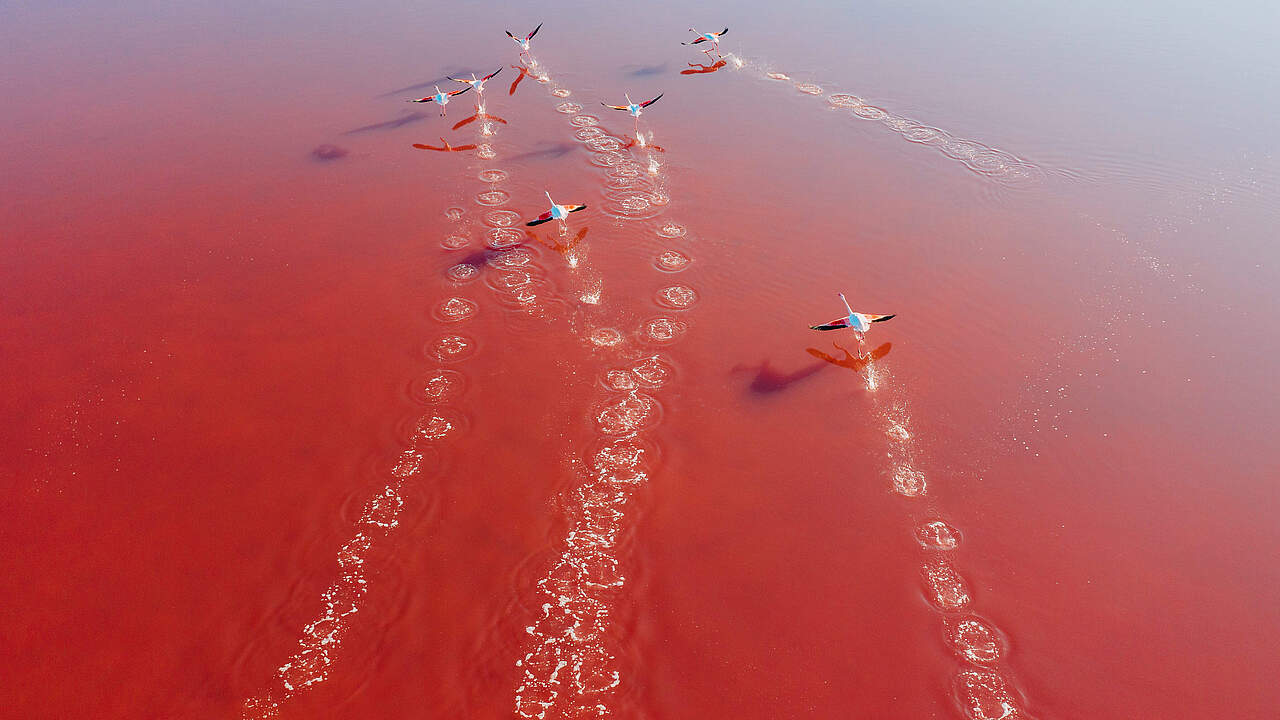 Flamingos © Don Wogdo / iStock