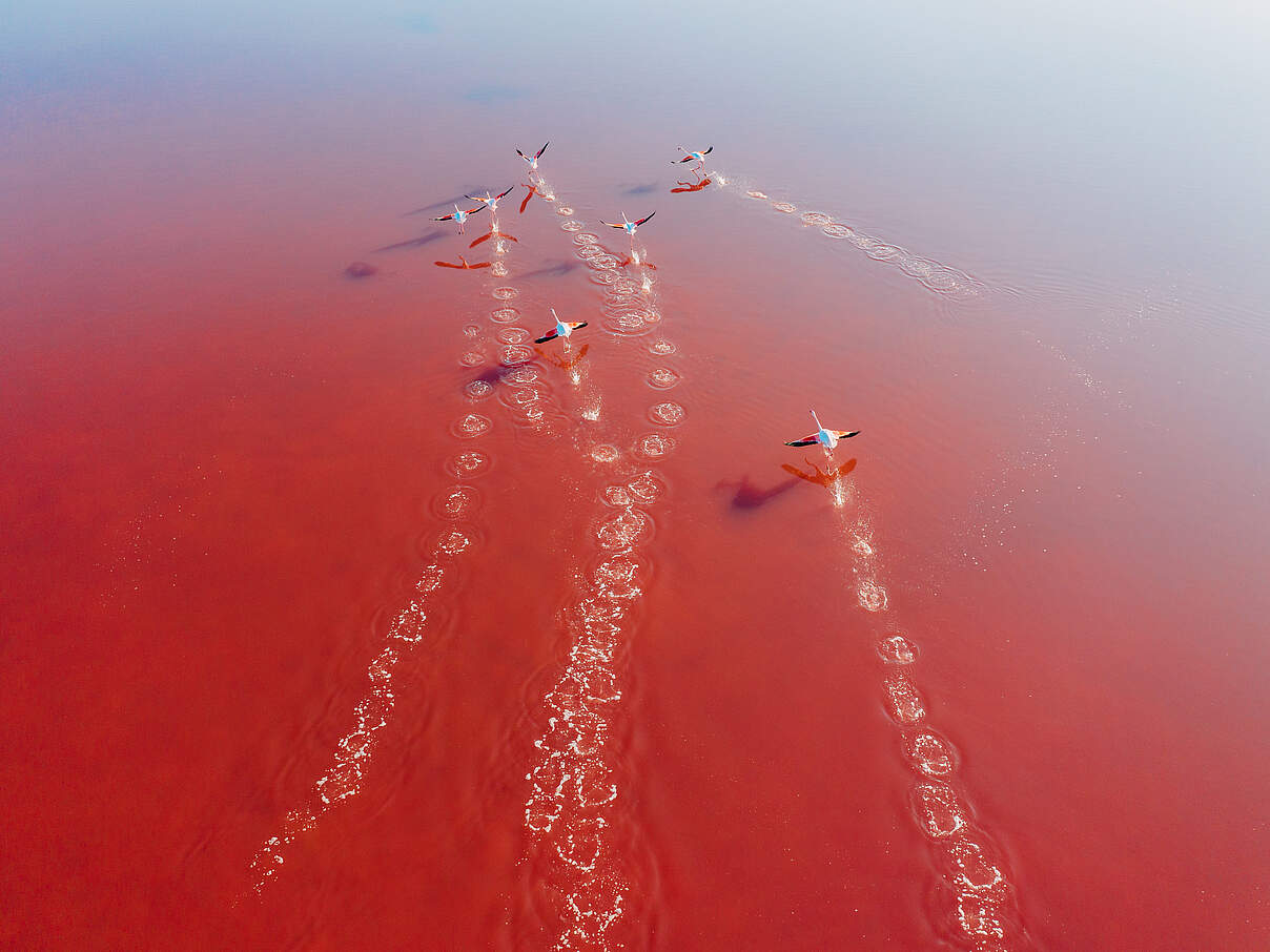 Flamingos © Don Wogdo / iStock