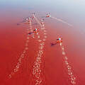 Flamingos © Don Wogdo / iStock