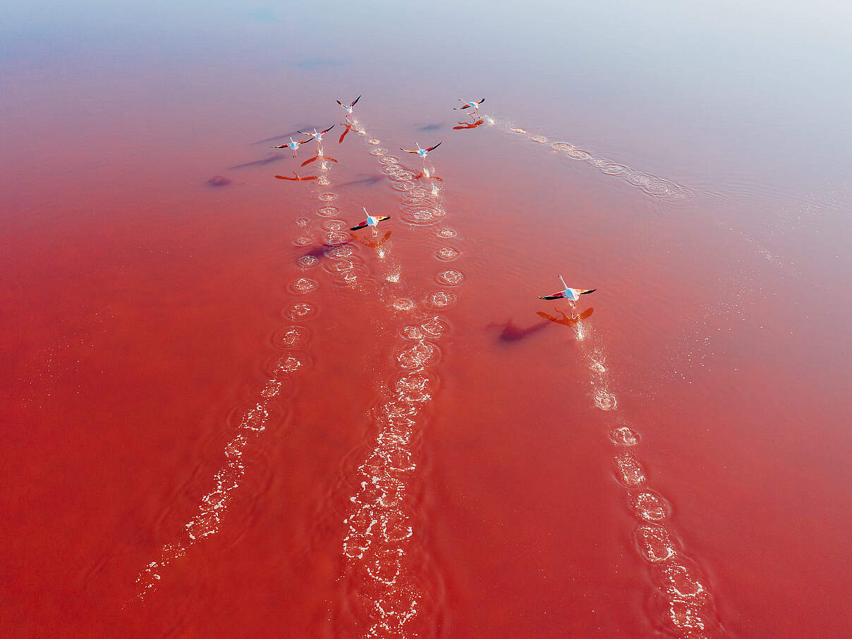 Flamingos © Don Wogdo / iStock