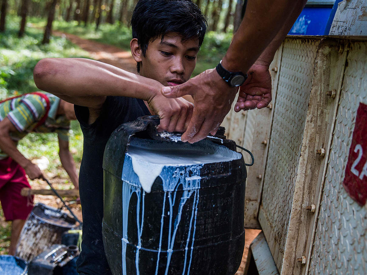 Gummilatex verladen © Hkun Lat / WWF Myanmar