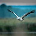 Kranich im Flug © Ralph Frank / WWF