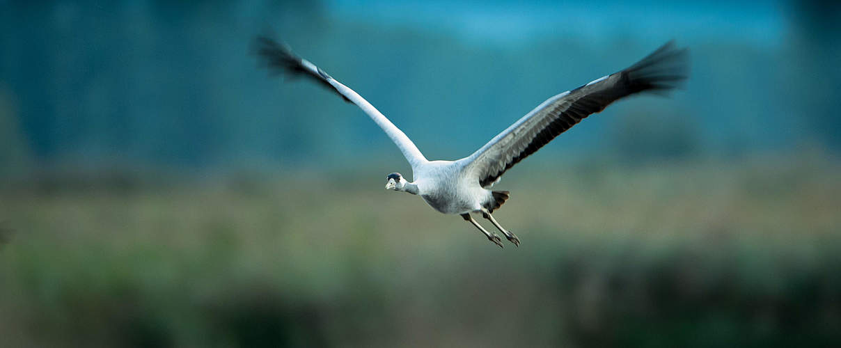 Kranich im Flug © Ralph Frank / WWF