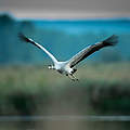 Kranich im Flug © Ralph Frank / WWF