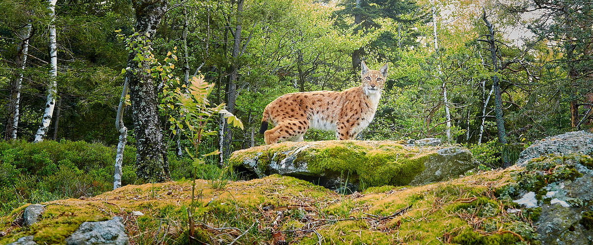 Luchs im Wald © Julius Kramer