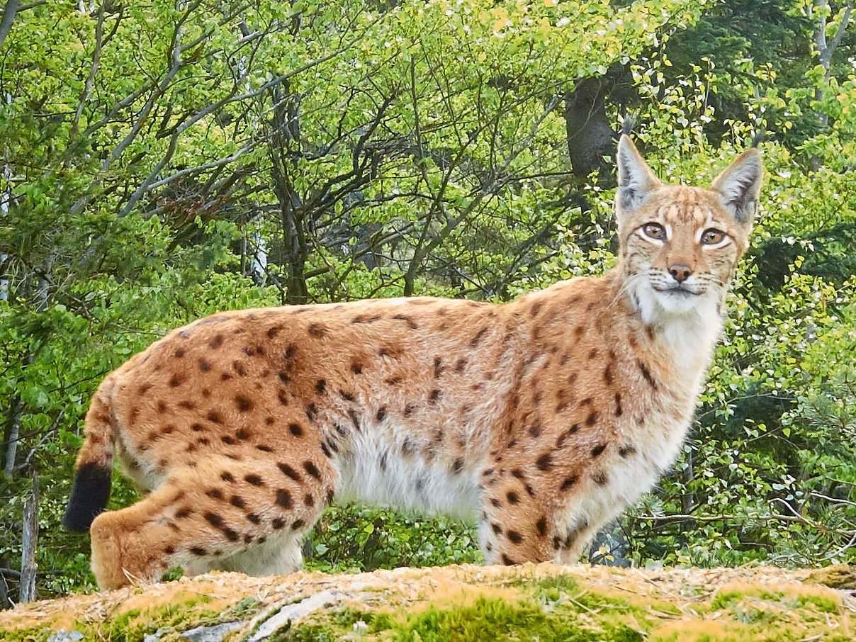 Luchs im Wald © Julius Kramer