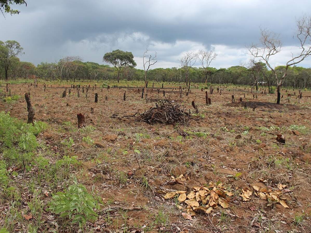 Degradiertes Farmland.