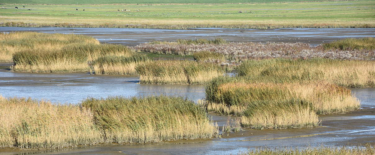 Audiotour: Mehr Natur an der Ems © BUND