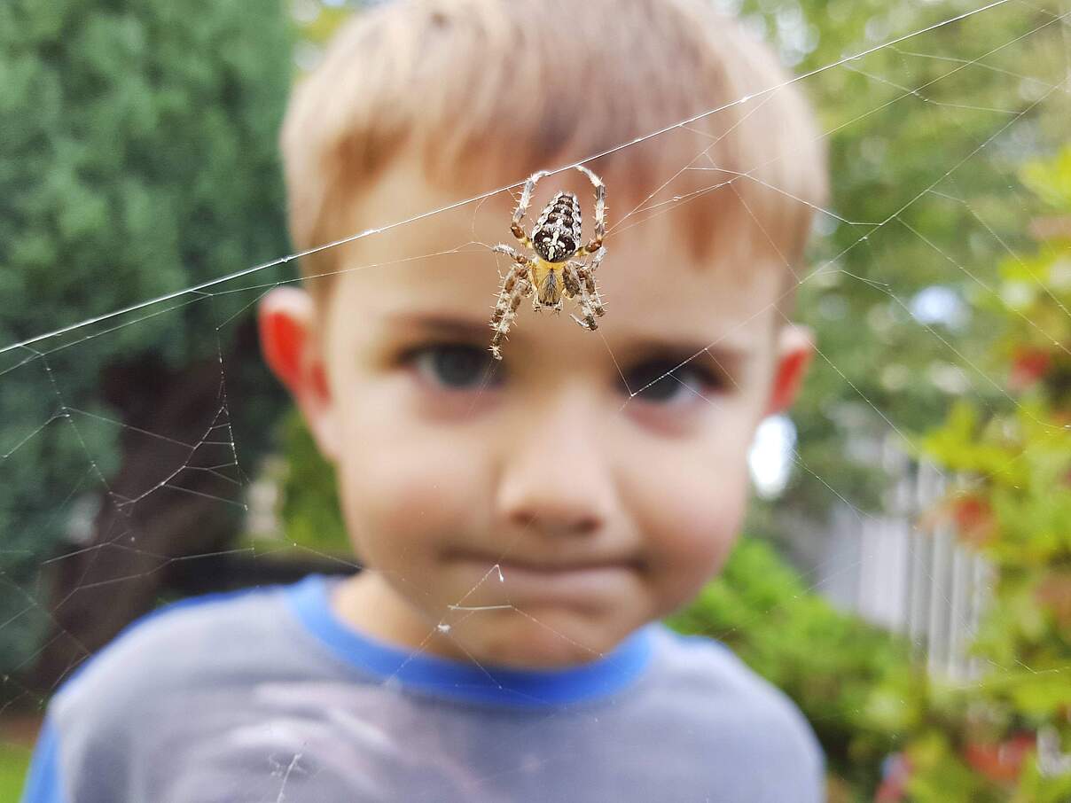 Kind beobachtet Gartenkreuzspinne