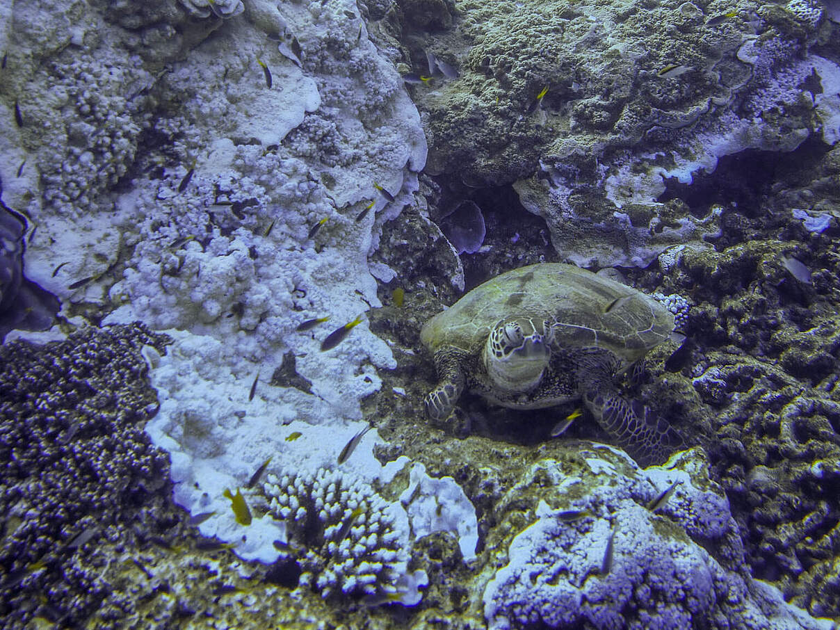 Korallenbleiche bei Heron Island vor Australien © A. Lawson / HIRS UQ