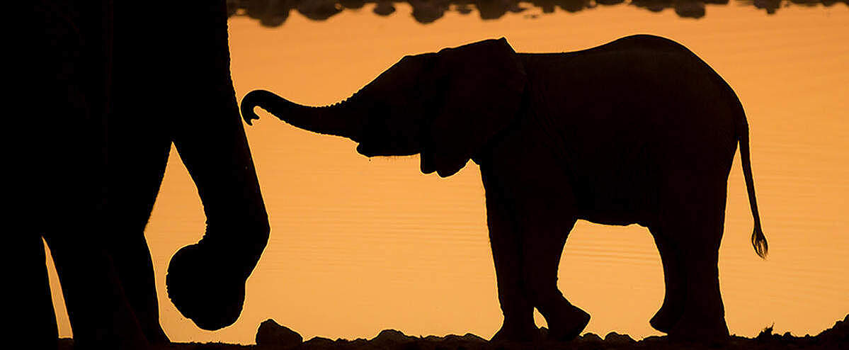 Silhouette eines Babyelefanten beim Sonnenuntergang vor einem Wasserloch im Etosha Nationalpark in Afrika