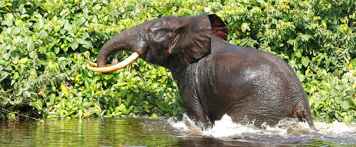 Afrikanischer Waldelefant in Gabun © Christiaan van der Hoeven / WWF Niederlande