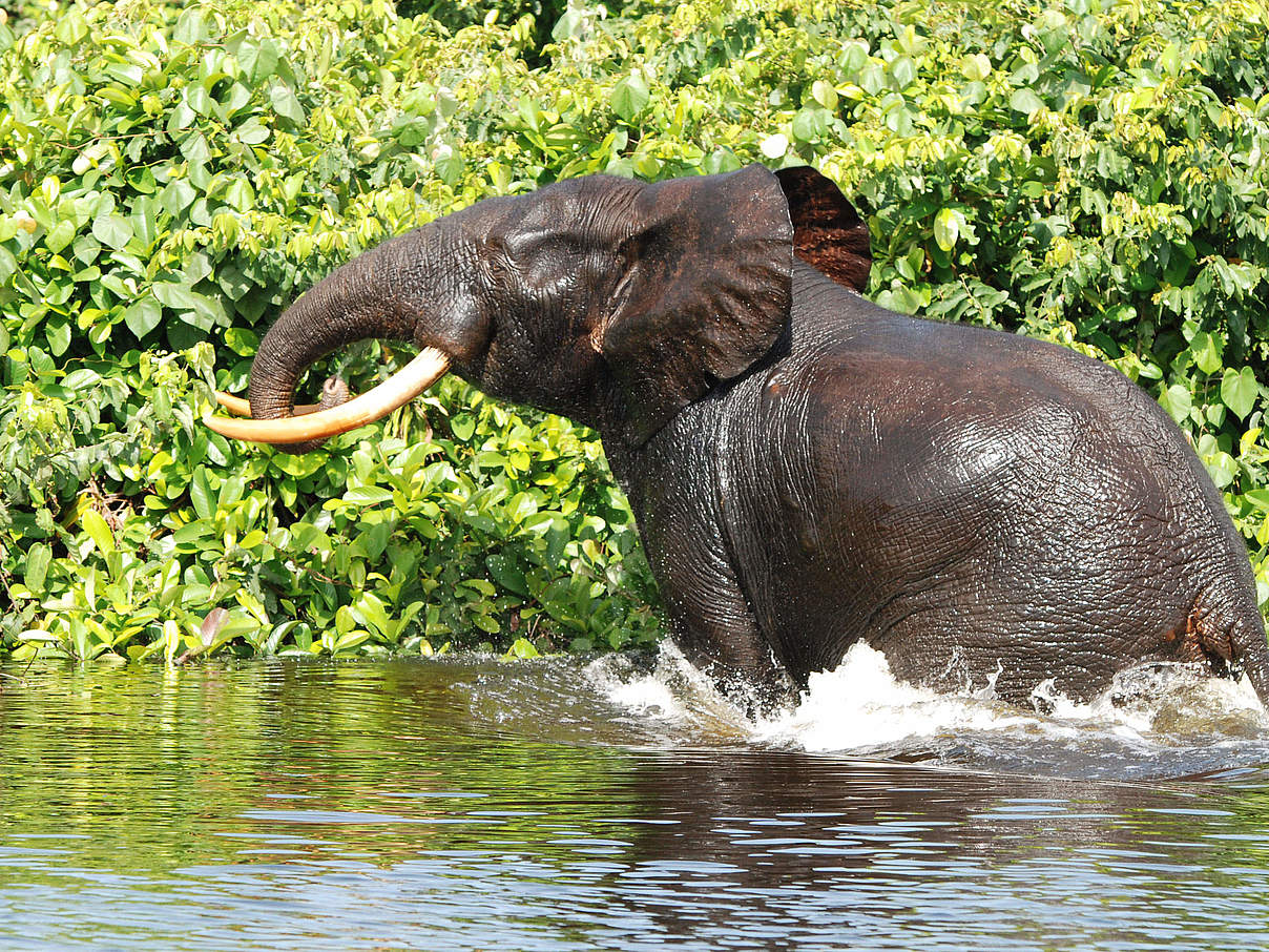 Afrikanischer Waldelefant in Gabun © Christiaan van der Hoeven / WWF Niederlande