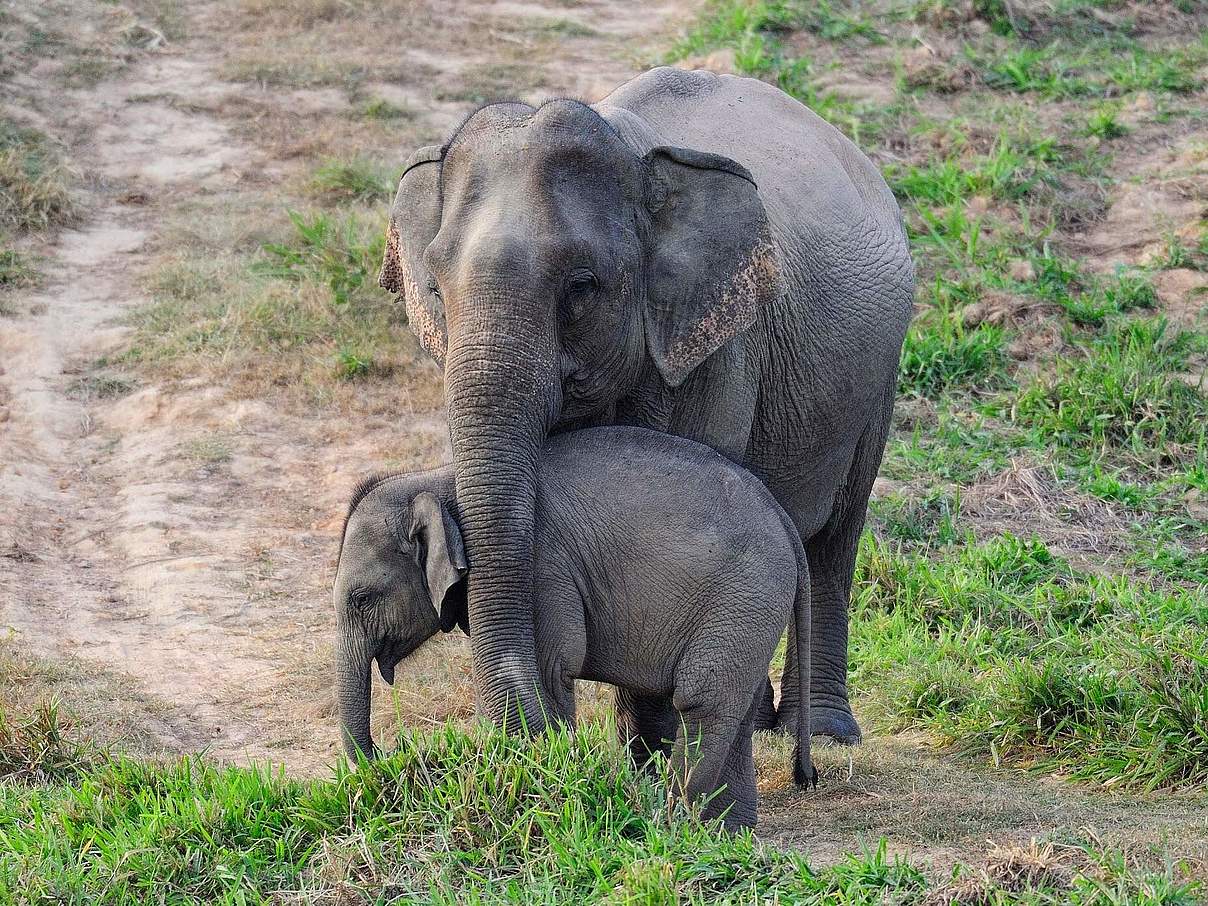 Asiatische Elefanten © Gordon Congdon
