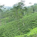 Tee und Aufforstung im Teekampagne-Anbaugebiet Darjeeling © Rikchen Zimba