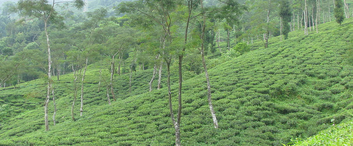 Tee und Aufforstung im Teekampagne-Anbaugebiet Darjeeling © Rikchen Zimba