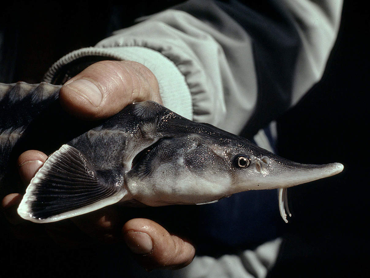 Junger Stör aus einer Nachzucht-Station © Hartmut Jungius / WWF