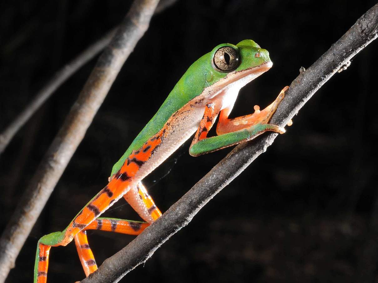 Tigerleg monkey tree frog © Zig Koch / WWF
