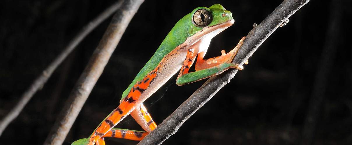 Tigerleg monkey tree frog © Zig Koch / WWF