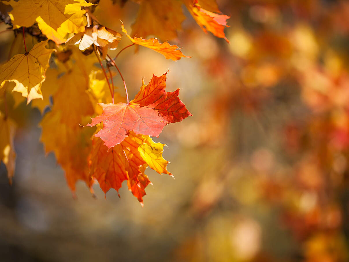 Herbstlich gefärbtes Laub