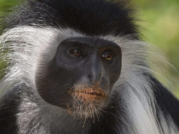 Tansania-Stummelaffe © Colobus Conservation Tansania-Stummelaffe