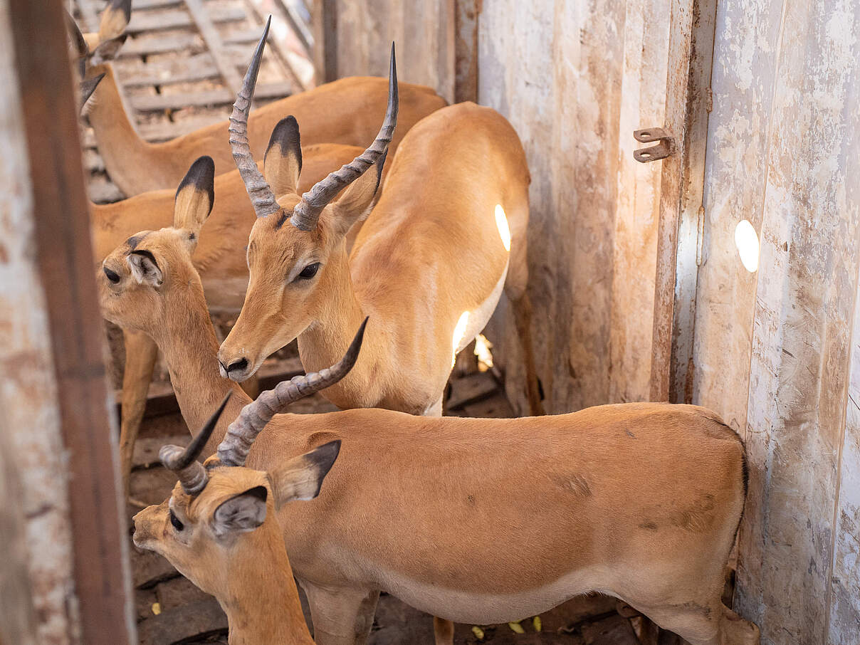 Impalas wurden im Sioma-Ngwezi-Nationalpark wieder angesiedelt