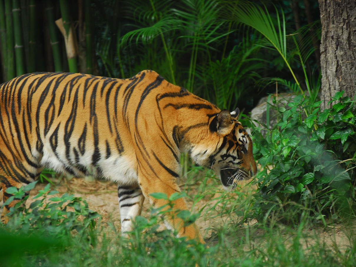 Indochinesischer Tiger im Khao Kheow-Zoo, Thailand © Anton Vorauer / WWF