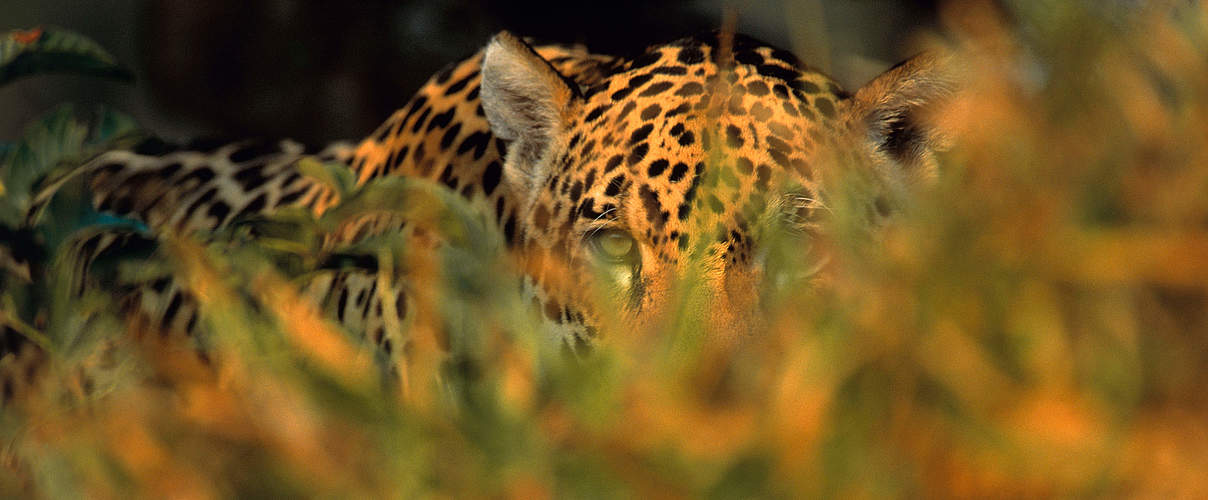 Jaguar späht durch Blätterwerk © Staffan Widstrand / WWF