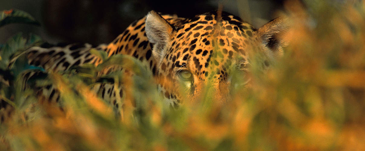 Jaguar späht durch Blätterwerk © Staffan Widstrand / WWF