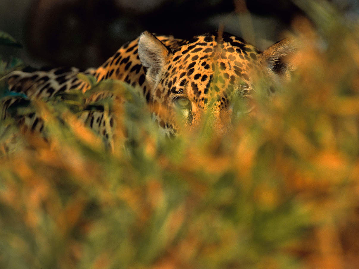 Jaguar späht durch Blätterwerk © Staffan Widstrand / WWF