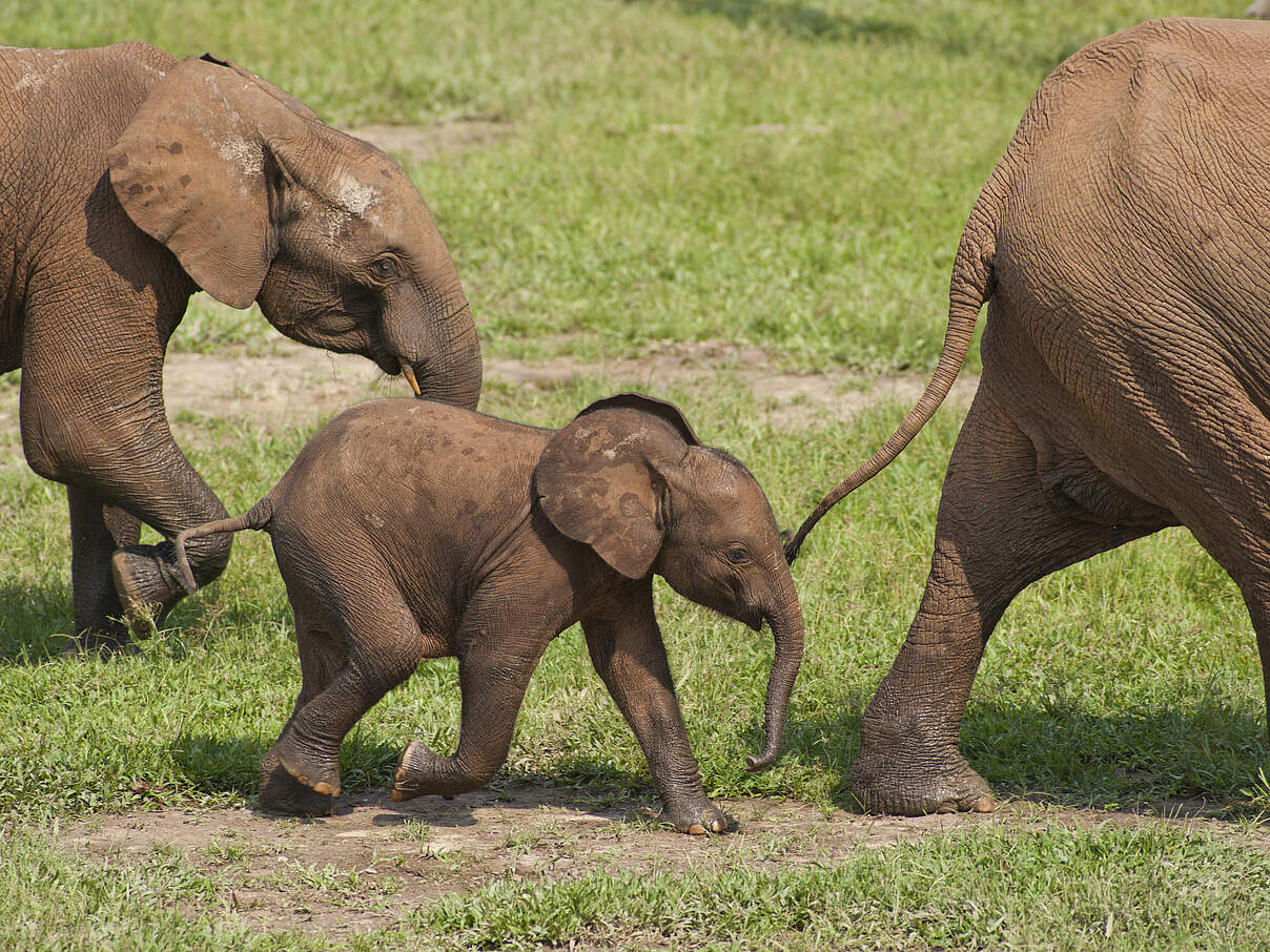 Junges afrikanisches Waldelefanten-Kalb mit Familie