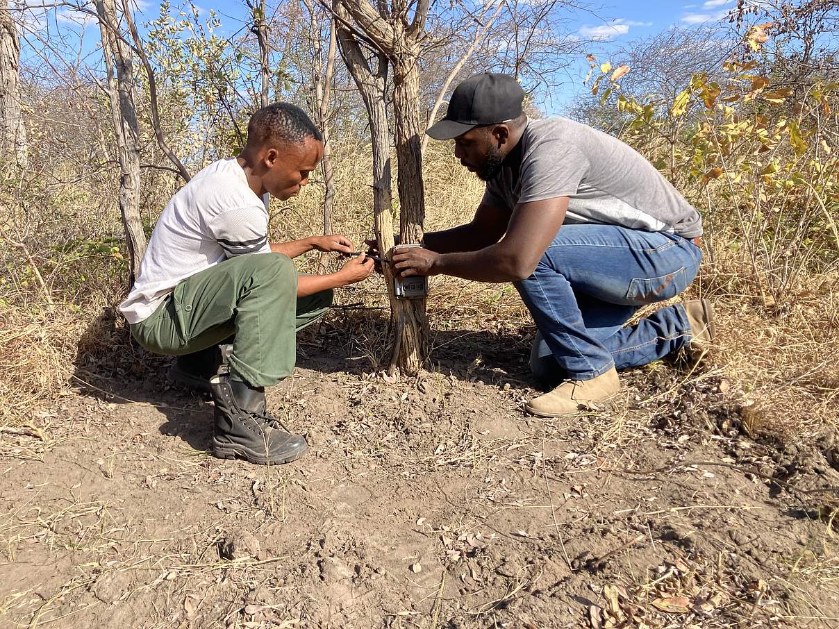 Kamerafallen sind unverzichtbar für Bestandszählungen © Kwando Carnivore Project Kamerafallen sind unverzichtbar für Bestandszählungen © Kwando Carnivore Project