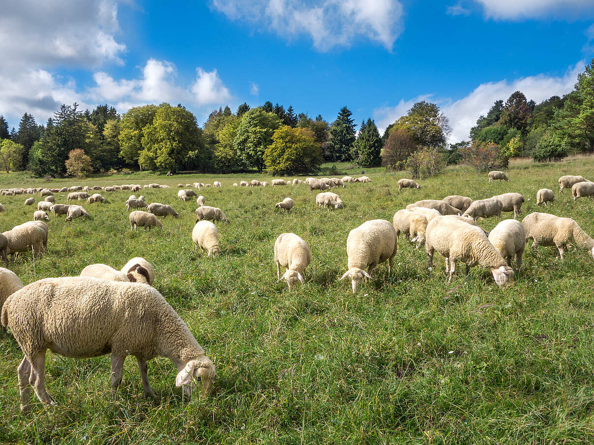 Schafe auf der Weide 