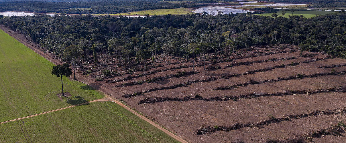Soja-Plantage neben einem Schutzgebiet in Brasilien © Marizilda Cruppe / WWF-UK 