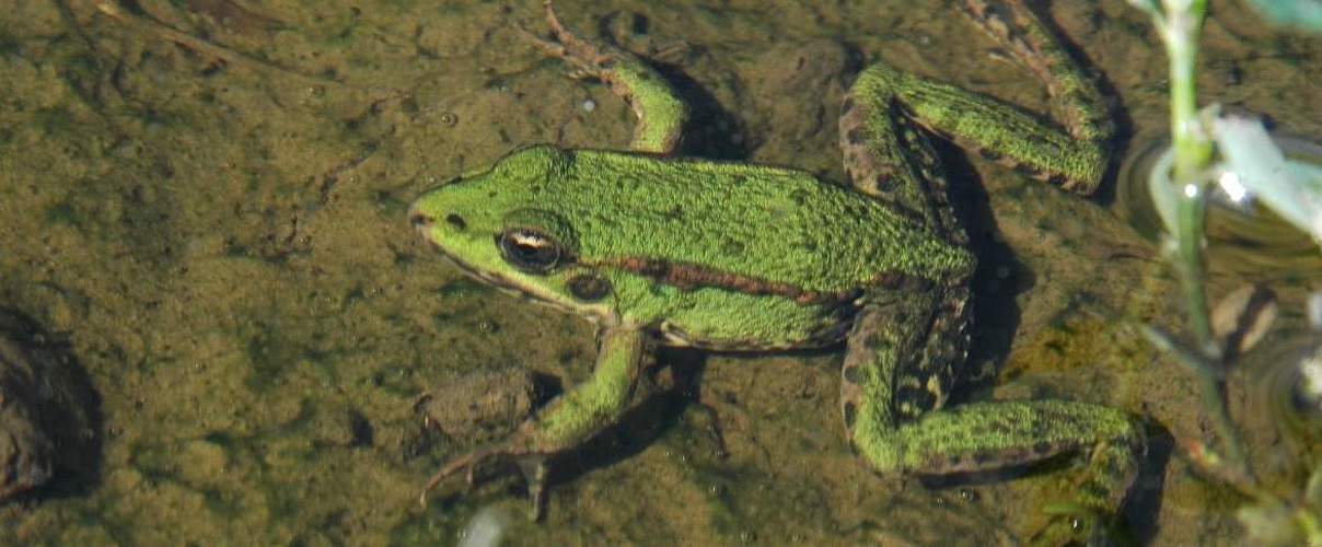 Teichfrosch © Peter Pauschert