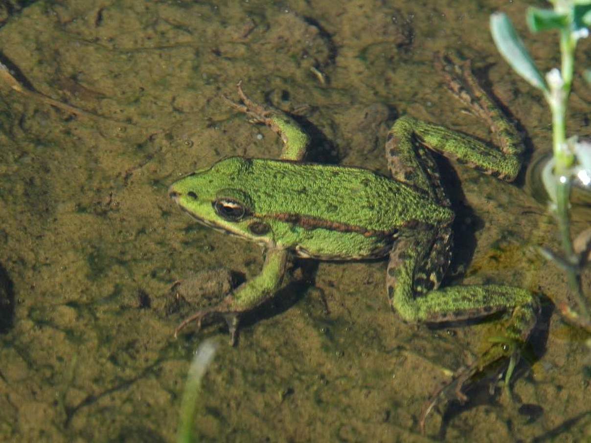 Teichfrosch © Peter Pauschert