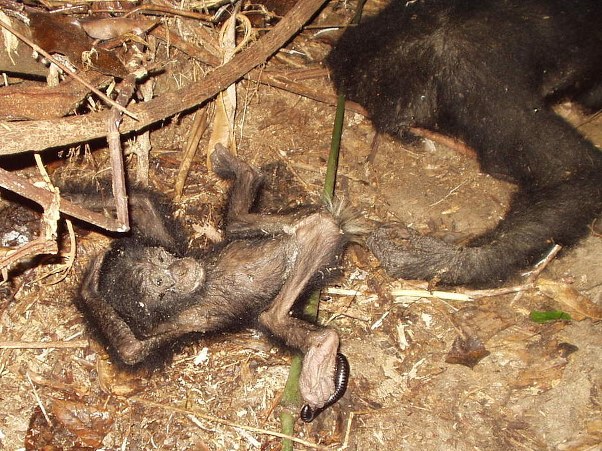Verendetes Bonobo Baby neben toter Mutter © Sonja Metzger