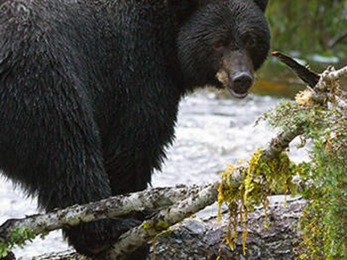 Amerikanischer Schwarzbär. © Tim Irvin / WWF-Canada Amerikanischer Schwarzbär. © Tim Irvin / WWF-Canada
