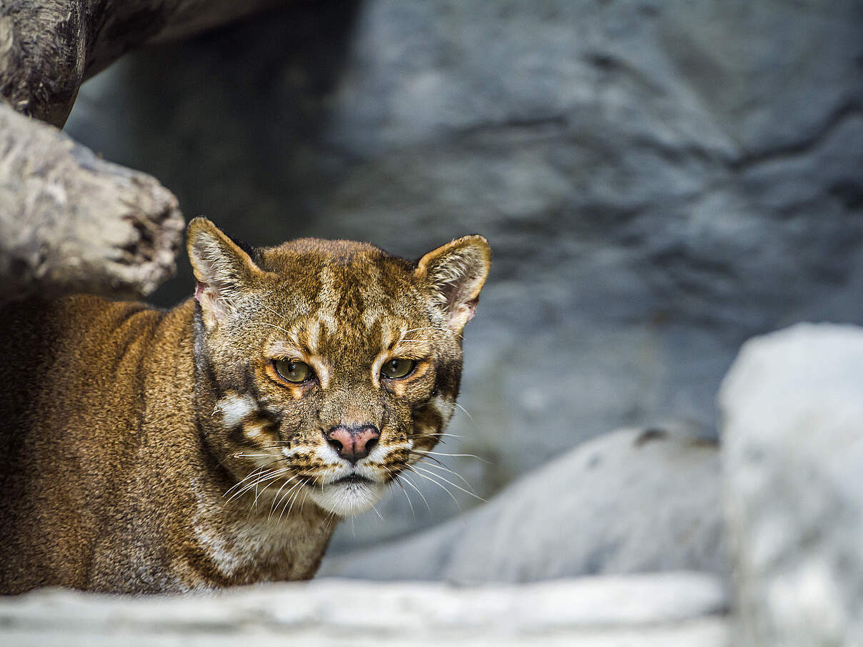 Asiatische Goldkatze 