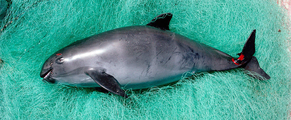 Vaquita Mexiko © Flip Nicklin / Minden Pictures / WWF