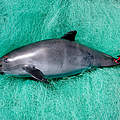 Vaquita Mexiko © Flip Nicklin / Minden Pictures / WWF